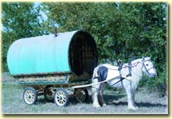 Irish Cob Horse and Gypsy Wagon