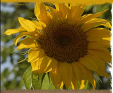 Planet Bluegrass Wildflower gardens